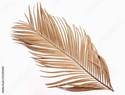 Tableau sur toile Tropical dry palm leaf isolated on white background