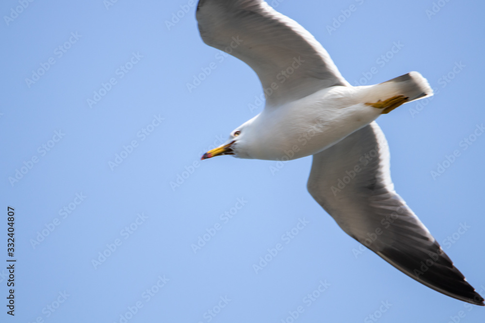 Free flying seagull on the beach Free flying seagull on the beach