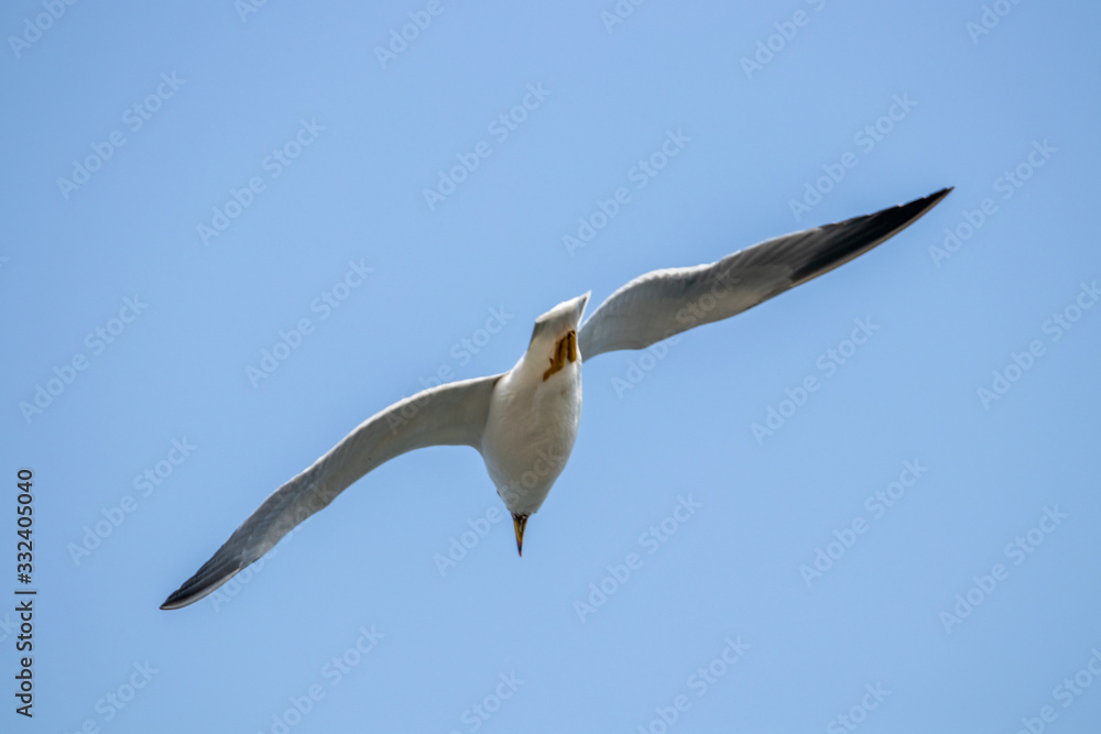 Free flying seagull on the beach
