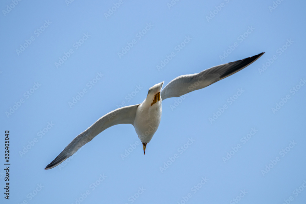 Free flying seagull on the beach Free flying seagull on the beach