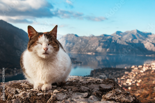 cat on the background of Kotor Bay
