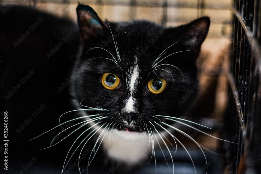 portrait of black cat