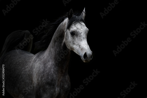 Arabian horse with black background