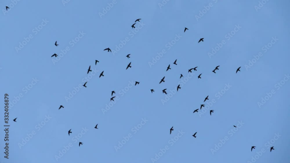 Slow speed motion camera pan scene on swarm of swifts flying scattered on dull blue sky in evening, close up on chaotic pattern of bird flock, immigration animal in nature environment Slow speed motion camera pan scene on swarm of swifts flying scattered on dull blue sky in evening, close up on chaotic pattern of bird flock, immigration animal in nature environment