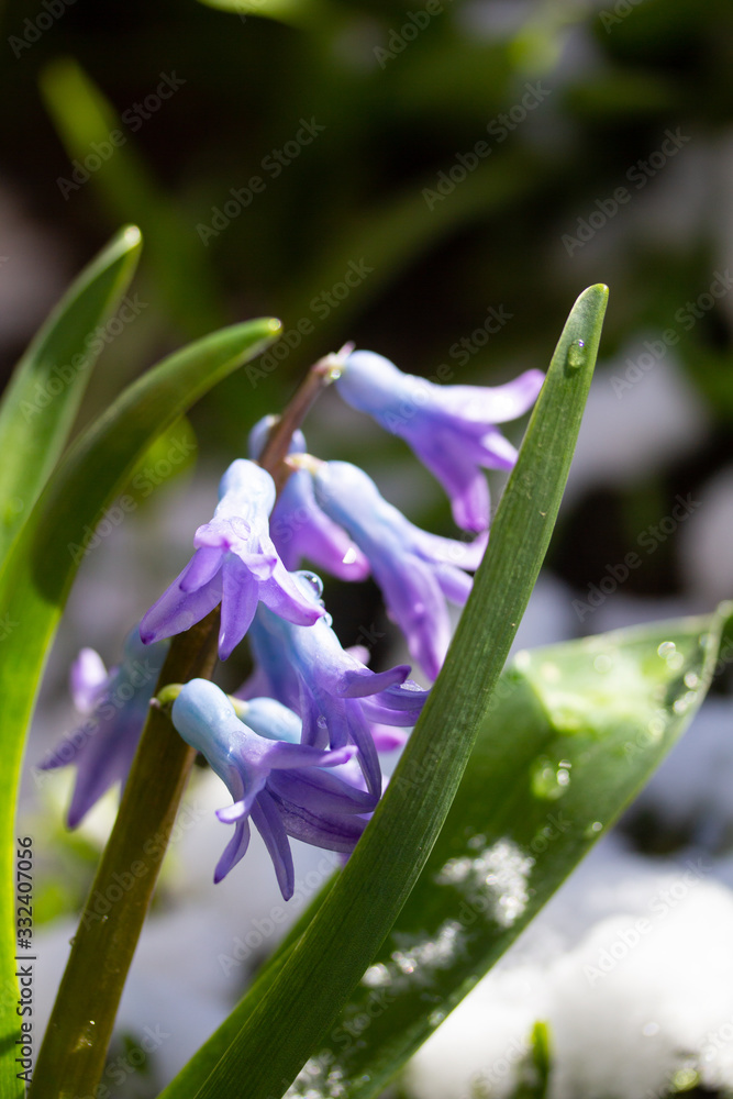 Blooming blue hyacinths on a sunny day