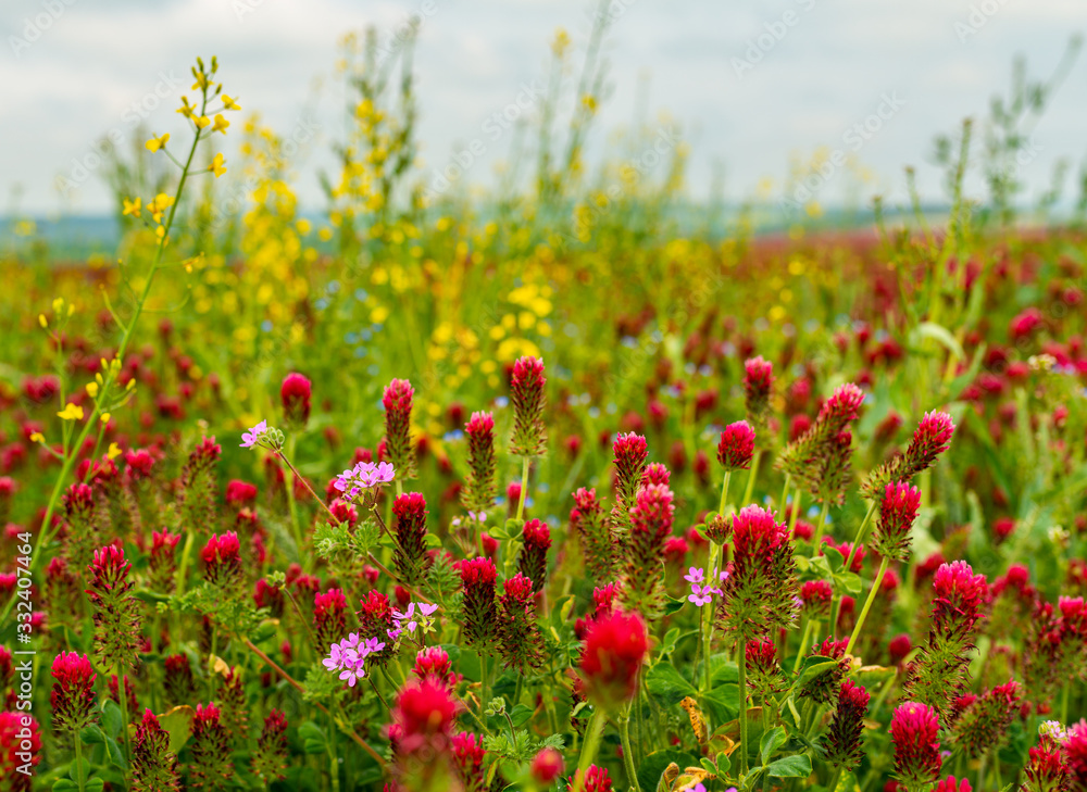 field of red clover mixed with other colorful flowers
