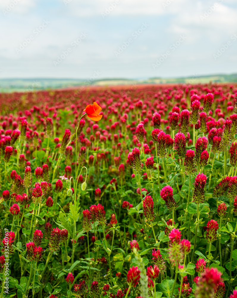 field of red clover with one poppy flower