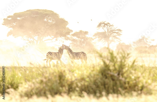 Zebra fighting in savanna