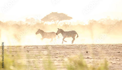 Photography Zebra fighting in Serngeti