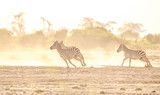 xZebra fighting in savanna
