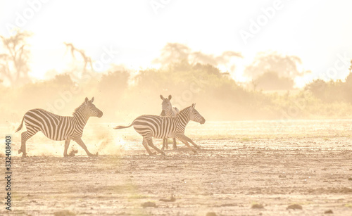 Zebra fighting in savanna