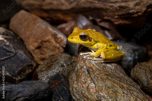 Northern stony creek frogs (Litoria jungguy) near water at night in Queensland rainforest, Australia