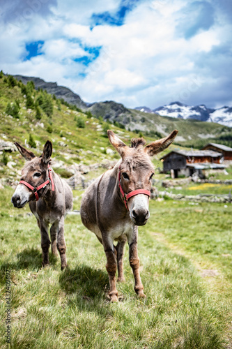 donkey south tyrol chalet hut photo