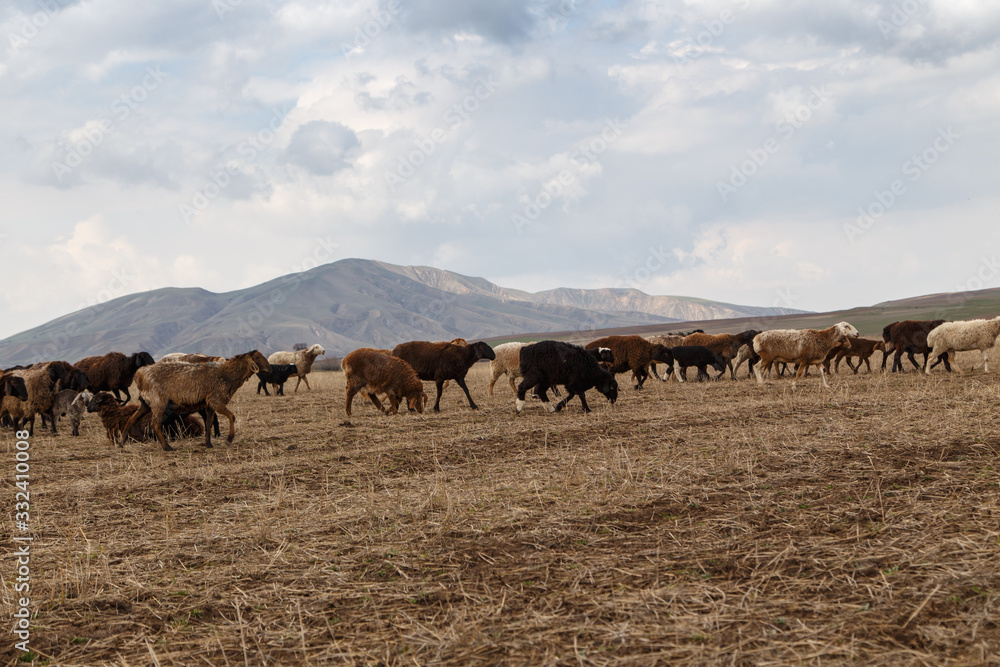 A flock of sheep grazes in nature. Countryside, farming. Natural rustic background A flock of sheep grazes in nature. Countryside, farming. Natural rustic background