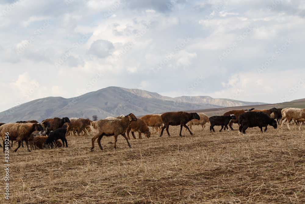 A flock of sheep grazes in nature. Countryside, farming. Natural rustic background