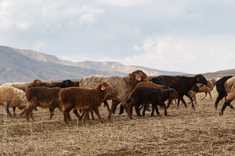 A flock of sheep grazes in nature. Countryside, farming. Natural rustic background
