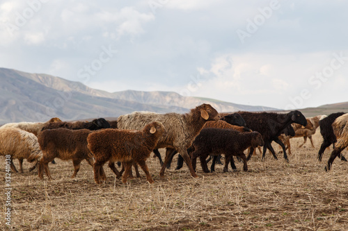 A flock of sheep grazes in nature. Countryside  farming. Natural rustic background