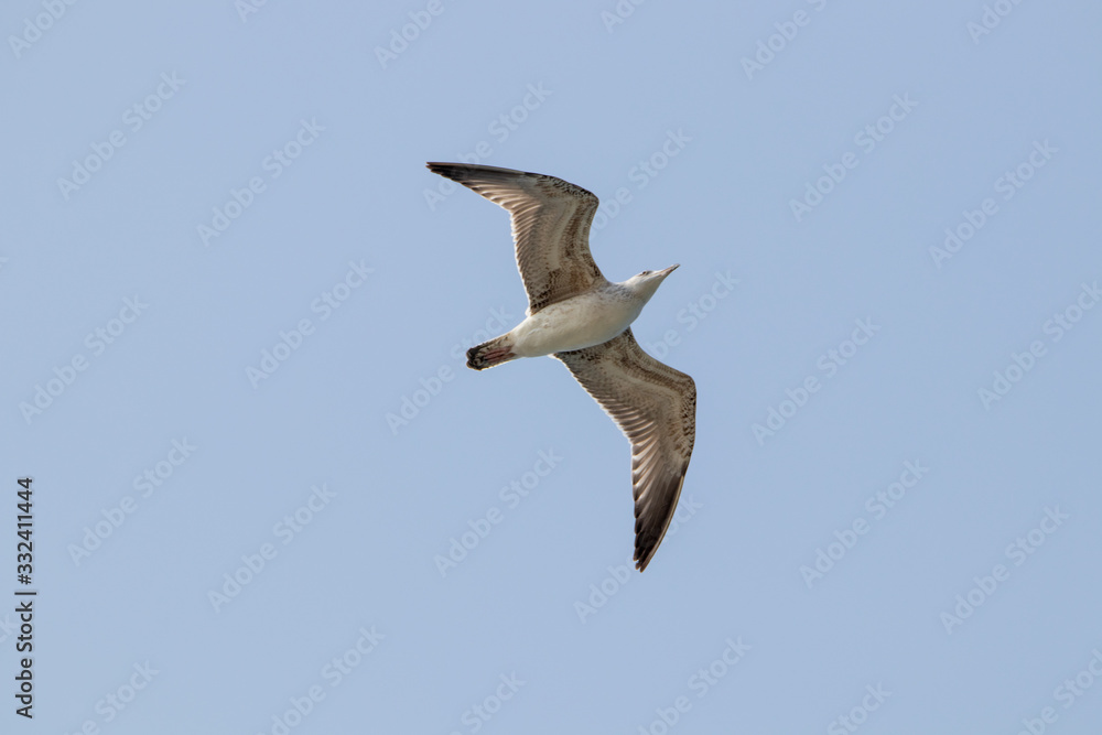 Obraz premium dynamic flying seagull on the sky
