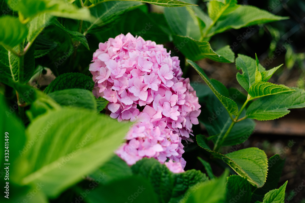 Pink hydrangea flowering in a flowerbed in a country garden Pink hydrangea flowering in a flowerbed in a country garden