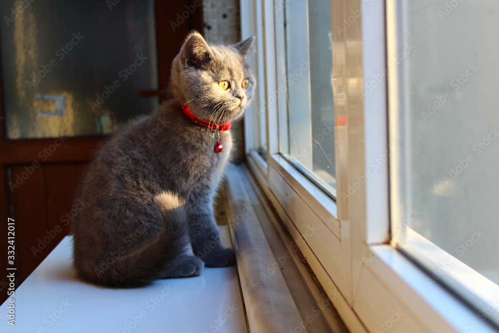 British shorthair kitten is looking to outside