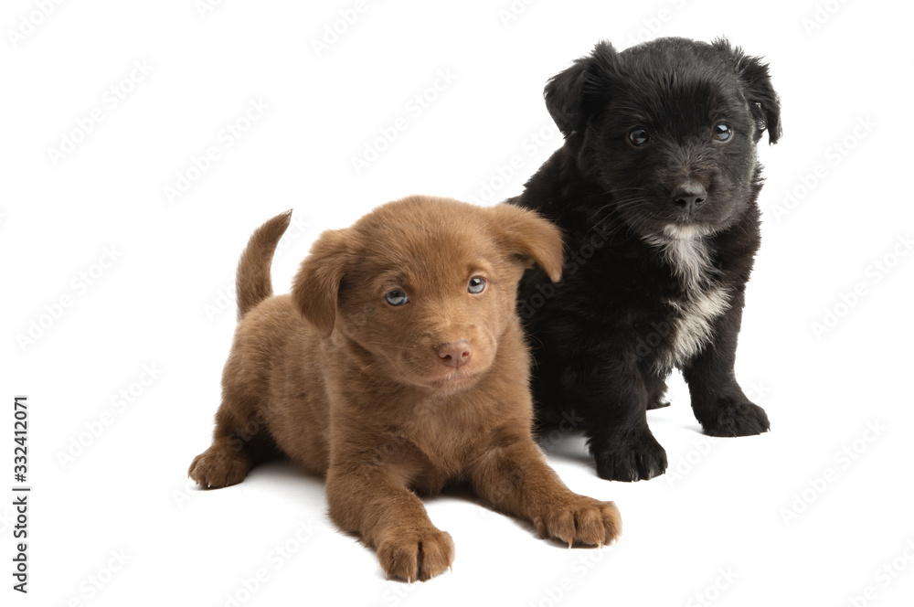 beautiful puppies isolated