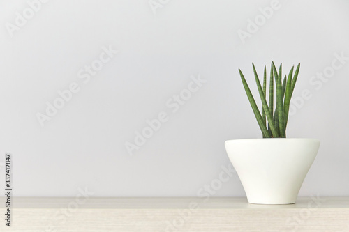 Succulent plant in a white pot on wood table, gray background