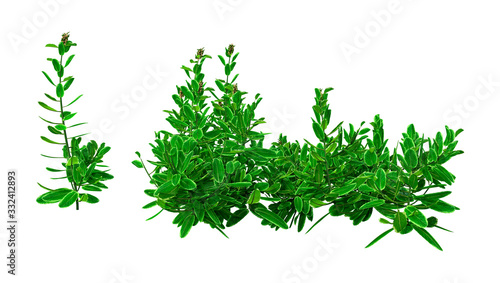 Принти на полотні 3D Rendering Pinapple Mint on White