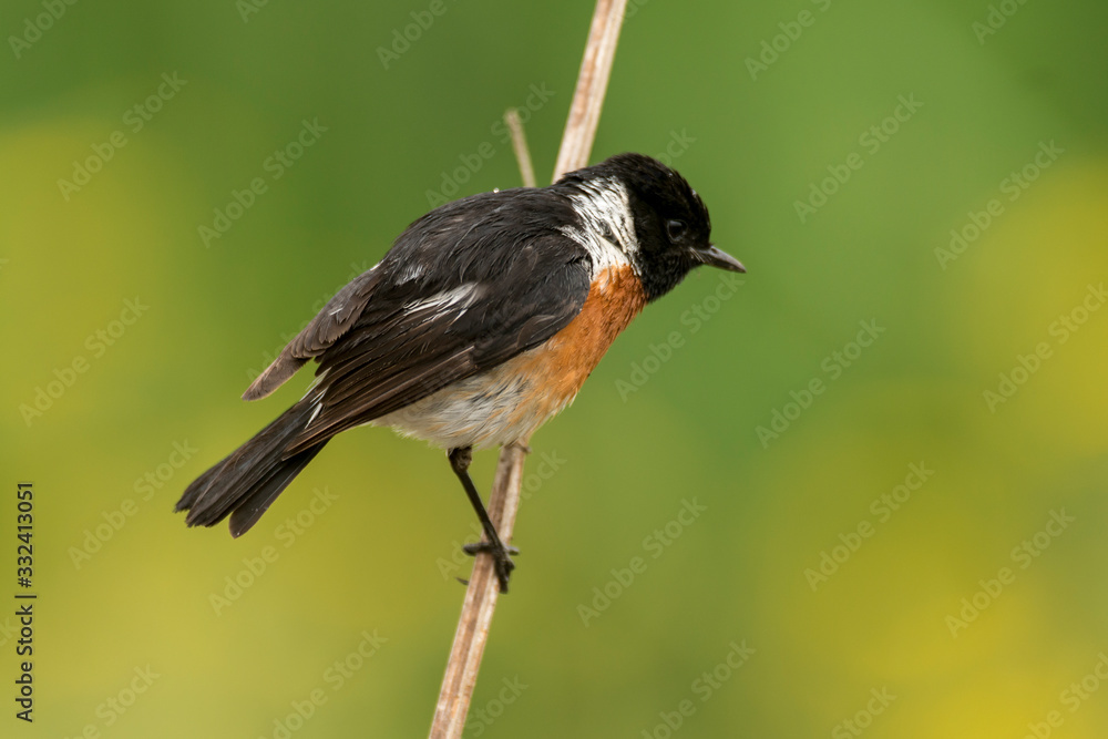 Tarier pâtre, Traquet pâtre, Saxicola rubicola, European Stonechat, màle Tarier pâtre, Traquet pâtre, Saxicola rubicola, European Stonechat, màle