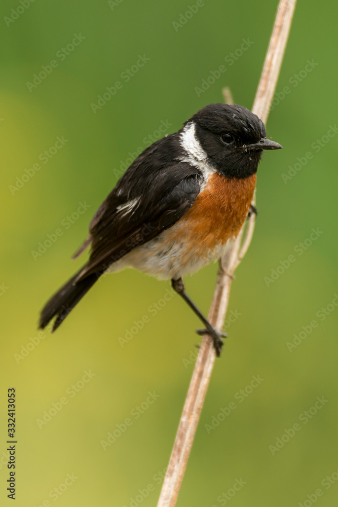 Tarier pâtre, Traquet pâtre, Saxicola rubicola, European Stonechat, màle Tarier pâtre, Traquet pâtre, Saxicola rubicola, European Stonechat, màle