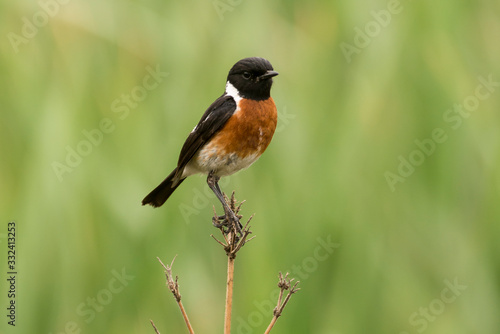 Tarier pâtre, Traquet pâtre, Saxicola rubicola, European Stonechat, màle