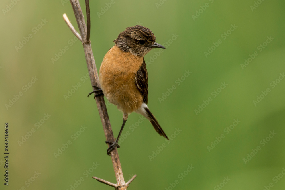 Tarier pâtre, Traquet pâtre, Saxicola rubicola, European Stonechat, femelle Tarier pâtre, Traquet pâtre, Saxicola rubicola, European Stonechat, femelle