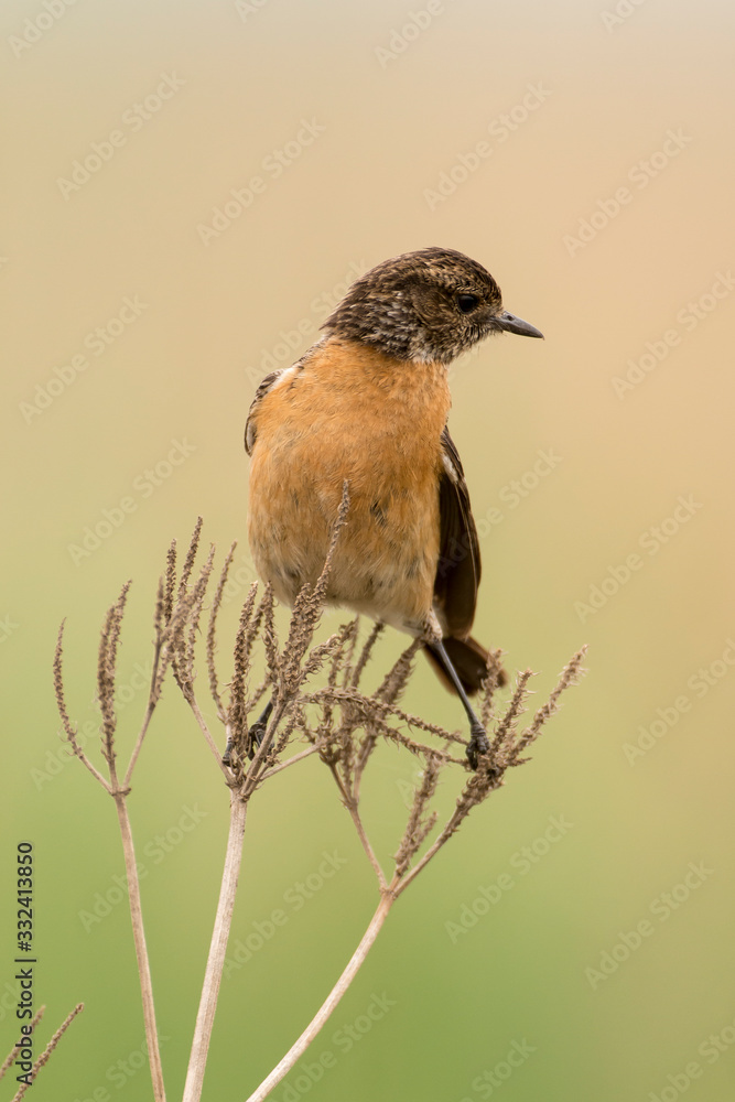 Tarier pâtre, Traquet pâtre, Saxicola rubicola, European Stonechat, femelle Tarier pâtre, Traquet pâtre, Saxicola rubicola, European Stonechat, femelle
