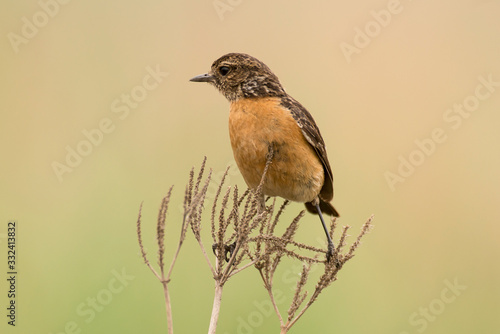 Tarier pâtre, Traquet pâtre, Saxicola rubicola, European Stonechat, femelle