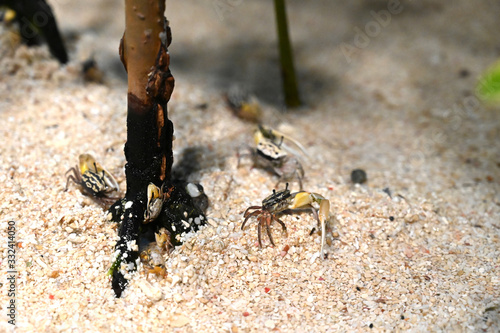 砂浜の上に仲良く集まる小さなオキナワハクセンシオマネキ（日本の東京池袋サンシャイン水族館） photo