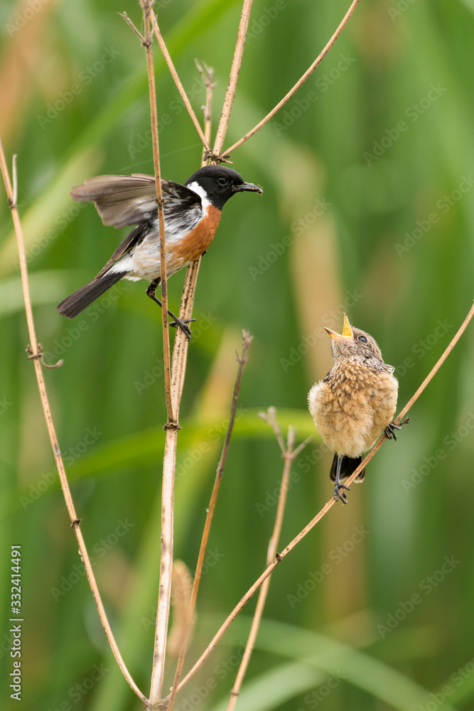 Tarier pâtre, Traquet pâtre, Saxicola rubicola, European Stonechat ...