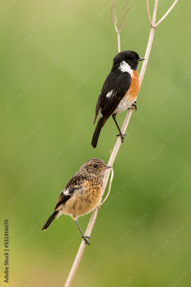Tarier pâtre, Traquet pâtre, Saxicola rubicola,  European Stonechat, màle et jeune