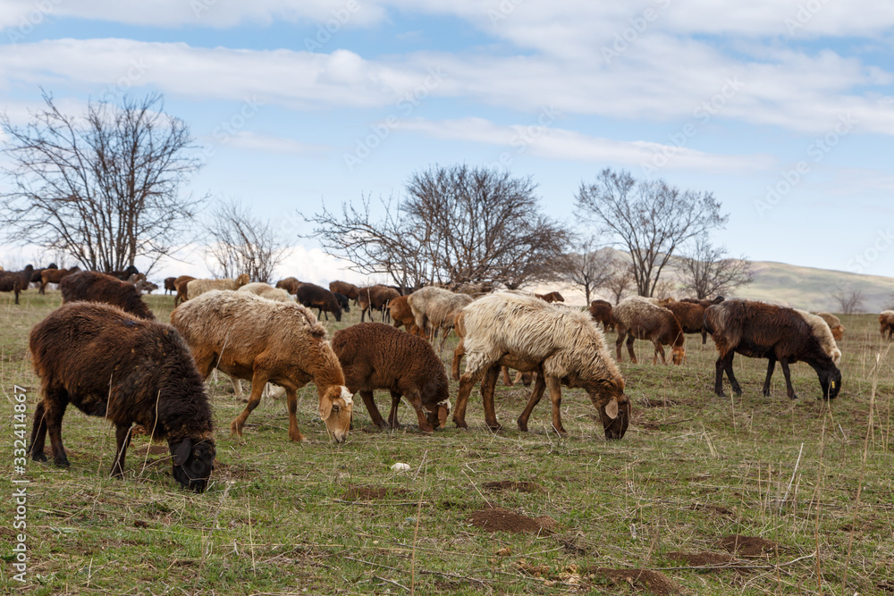 A flock of sheep grazes in nature. Countryside, farming. Natural rustic background A flock of sheep grazes in nature. Countryside, farming. Natural rustic background