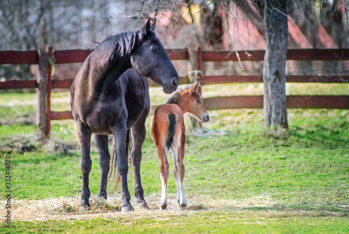 Black horse female with foal in a farm yard in spring