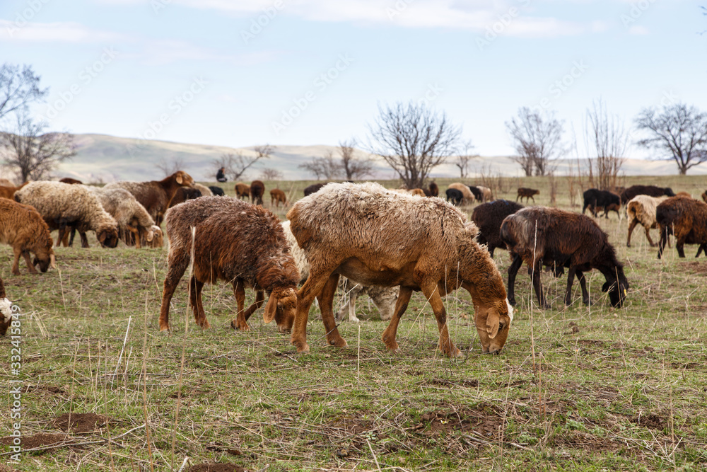 Obraz premium A flock of sheep grazes in nature. Countryside, farming. Natural rustic background