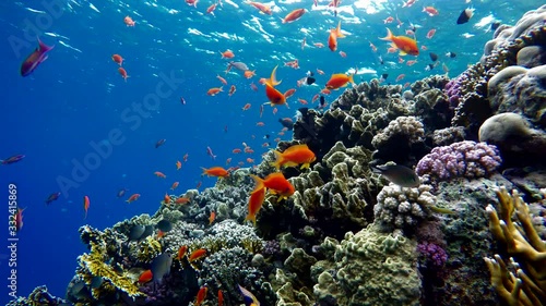 The marine life of tropical fish. Coral reef. 
