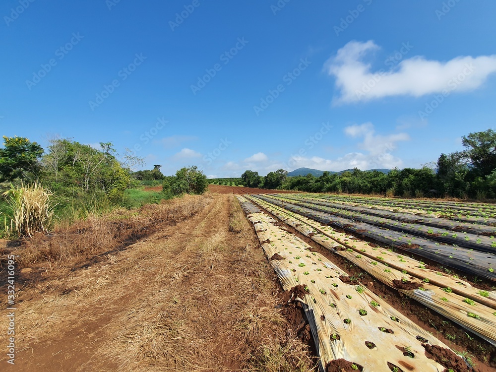 plantação de hortaliças agricultura terra plantação de hortaliças agricultura terra