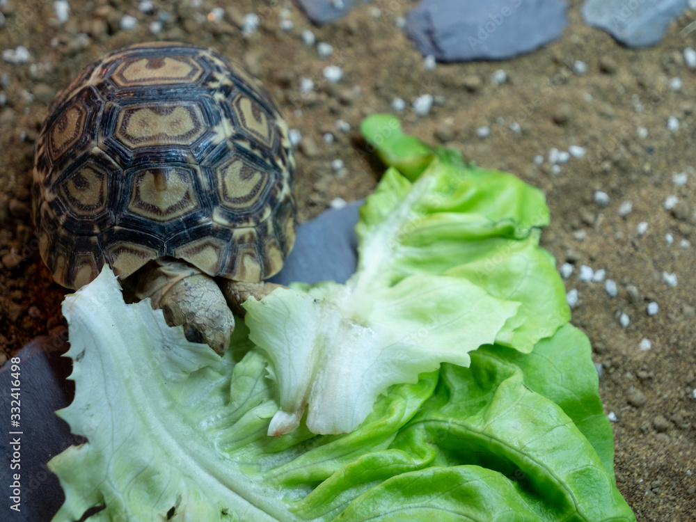 Obraz premium A baby leopard tortoise chowing down on a big lettuce leaf