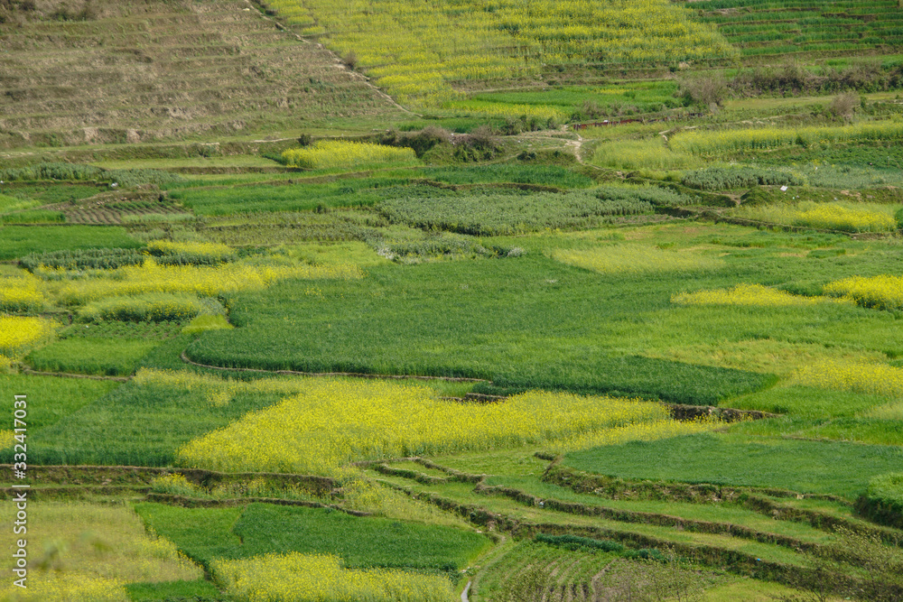 rice terraces in Nepal