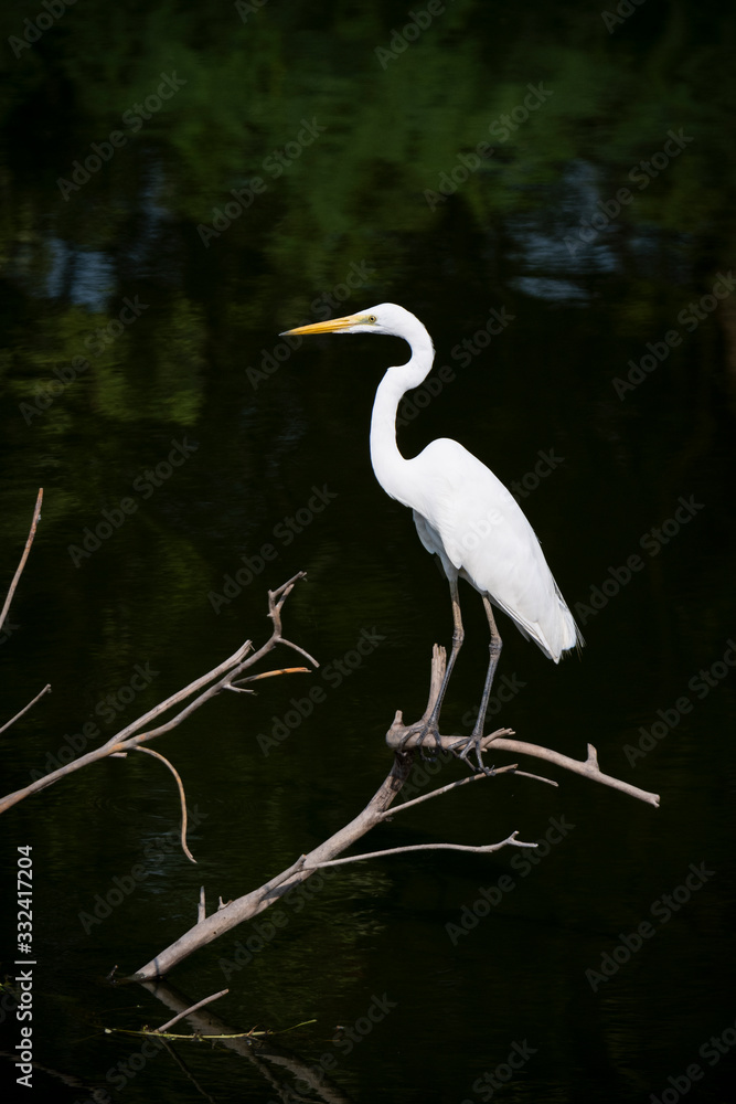 Obraz premium white bird and dark background when it's waiting to fishing for eat