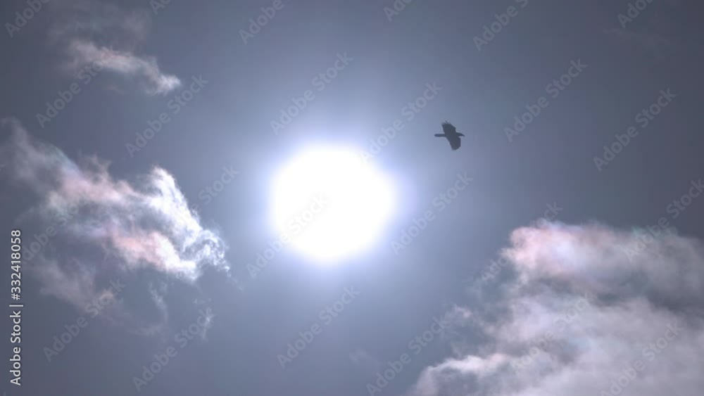 Raven soaring over the sun slow motion.mov