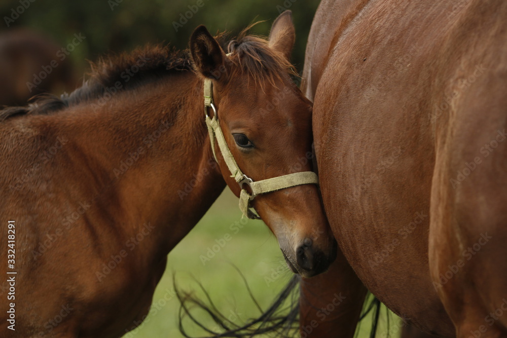 Obraz premium Foal and mother