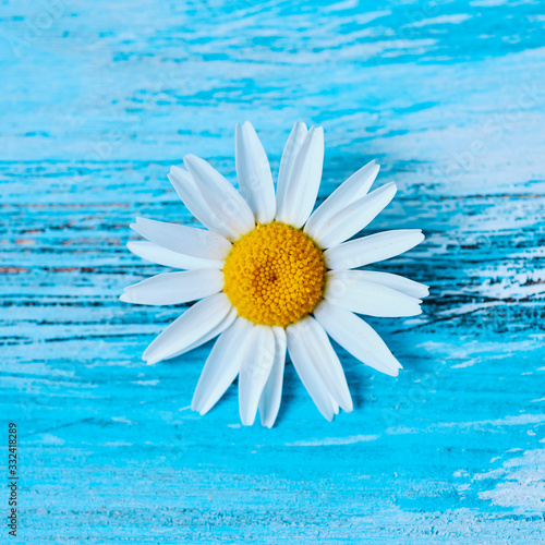 daisy flower on a blue wooden surface.