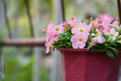 Fototapeta Naklejka Na Ścianę i Meble -  Beautiful petunia flower in the garden.