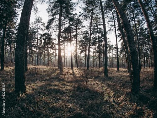 Wide angle landscape with sun rays in beautiful forest