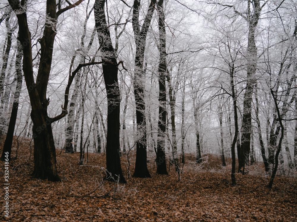 Fototapeta premium Forest landscape. Amazing nature concept.